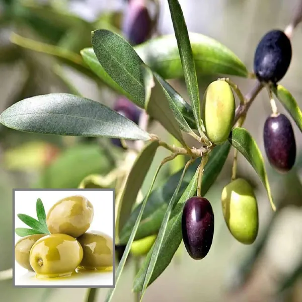 Oliv_Jaitun_Layering_Grafted_Fruit_Plant
