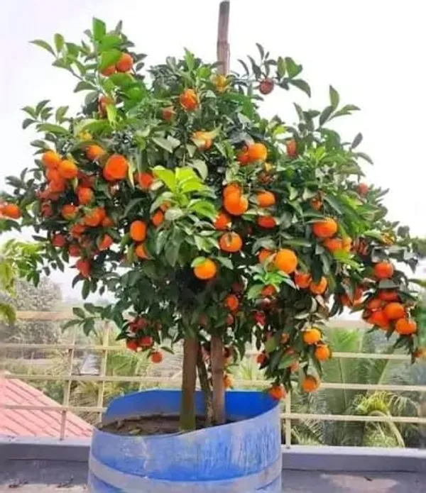 Nagpur_Orange_Citrus_Fruit_Plant_Fruit_Vine_For_Home_Garden
