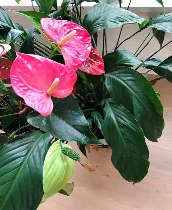 Red_Peach_Lily_Plant_In_Pot_Indoor_Plant_For_Home_Decor