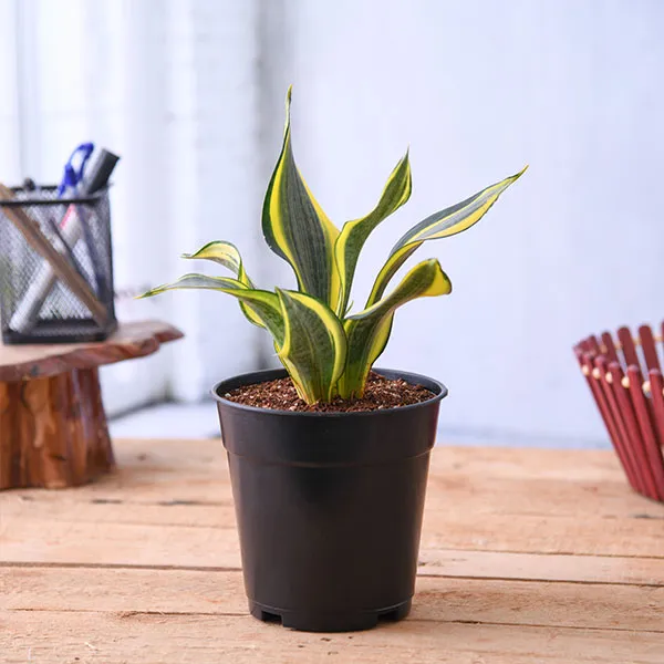 Sansevieria_Golden_Hahnii_Snake_Plant_In_Pot