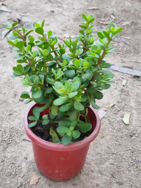 Jade_Plant_Crassula_Ovata_In_Pot_Indoor_Succulent_For_Home_And_Office_Decor