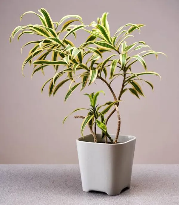 Dracaena_Reflexa_Song_Of_India_Variegated_Indoor_Plant_With_Pot