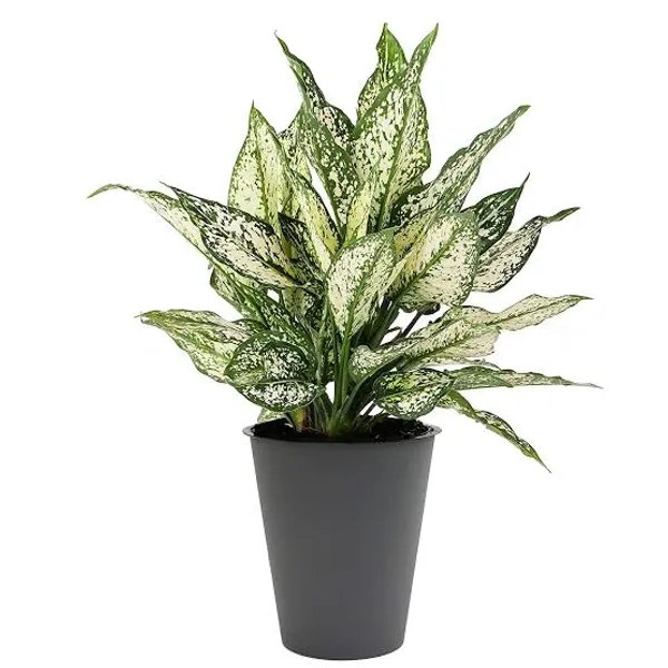 Aglaonema_Snow_White_In_Pot_Variegated_Indoor_Plant_With_Green_And_White_Foliage