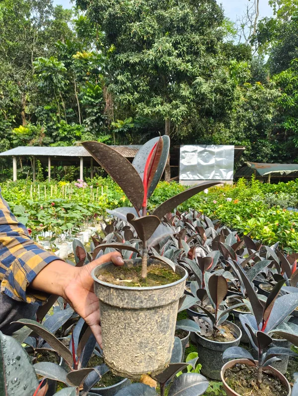 Premium_Burgundy_Rubber_Ficus_Elastica_In_Pot_|_Indoor_Plant
