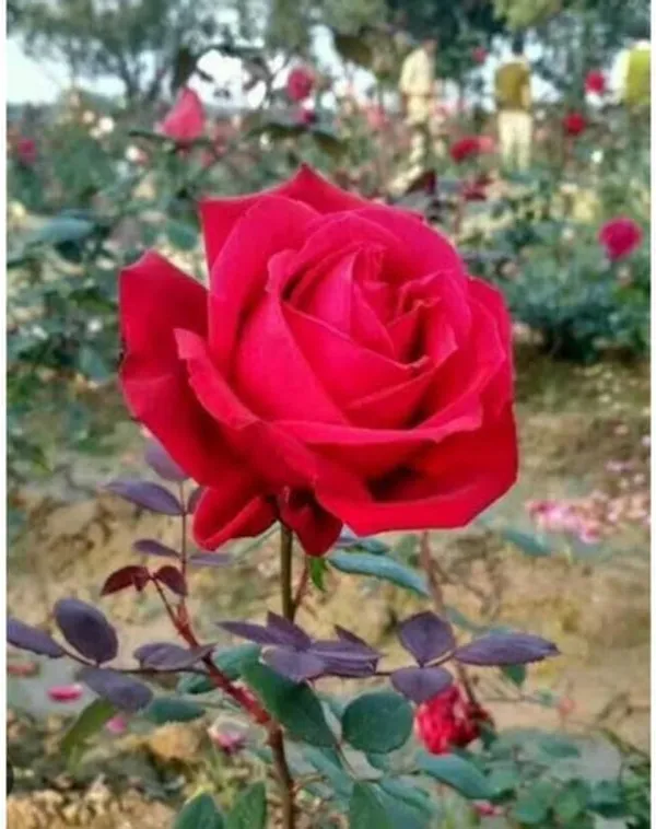 Red_Rose_Plant_In_Pot_Flowering_Plant_For_Home_And_Garden