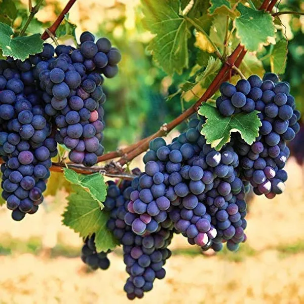 Premium_Black_Grape_Plant_Fruit_Vine_For_Home_Garden