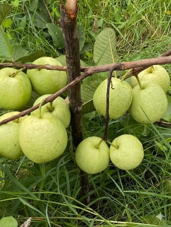 All_Time_Thai_Red_Diamond_Guava_Plant_Psidium_Guajava_Fruit_Vine_For_Home_Garden