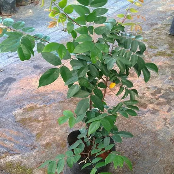 Starfruit_Plant_In_Pot_Kamrakh_Fruit_Tree_Fruit_Vine_For_Home_Garden