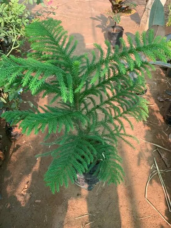 Christmas_Tree_Thuja_Plant_For_Home_And_Garden