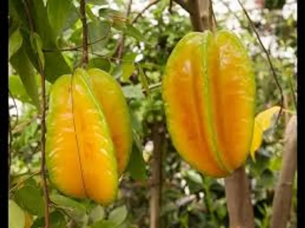 Starfruit_Plant_In_Pot_Kamrakh_Fruit_Tree_Fruit_Vine_For_Home_Garden