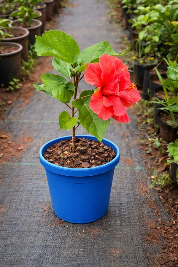 Red_Double_Petal_Hibiscus_Flower_Plant_In_Pot_|_Premium_Quality