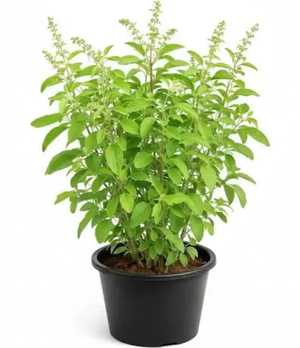 Tulsi_Plant_Holy_Basil_In_Decorative_Pot_Air_Purifying_Plant