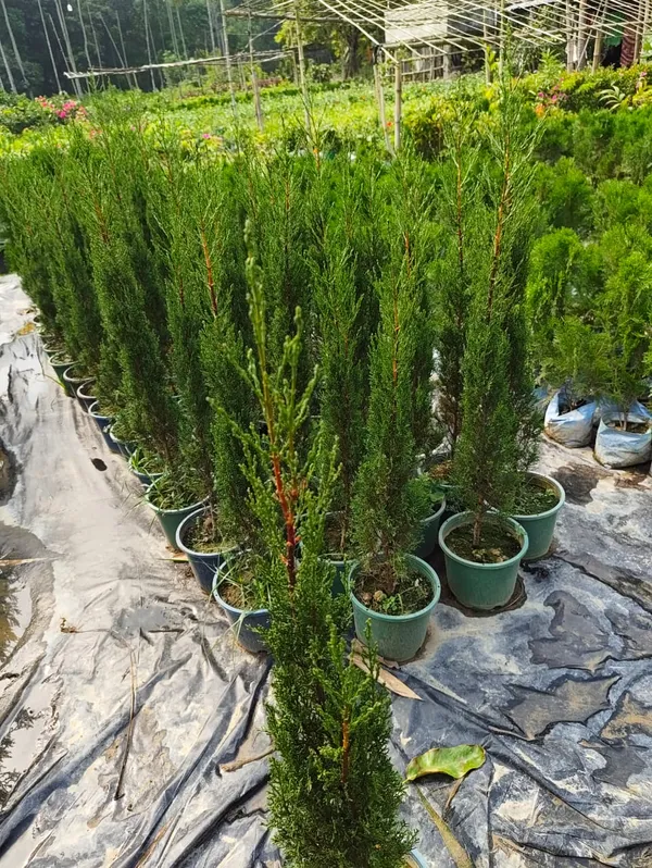 Golden_Cypress_Upright_Columnar_Style_|_Thuja_Plant