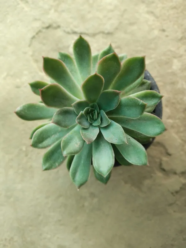 Premium_Decorative_Succulent_Plant_In_Plastic_Pot_Echeveria_Variety_Set_Of_1