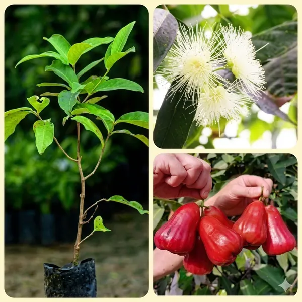 Thai_Pink_Water_Apple_Jambu_Plant_Sapling_Fruit_Vine_For_Home_Garden