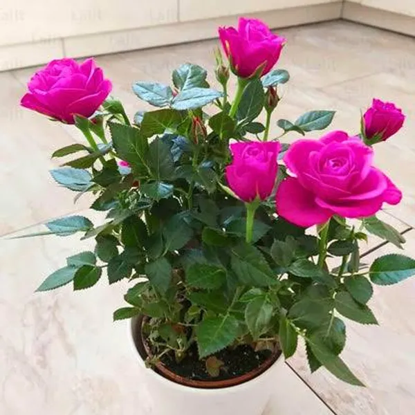 Vibrant_Magenta_Rose_Plant_In_Pot_Flowering_Plant_For_Home_And_Garden