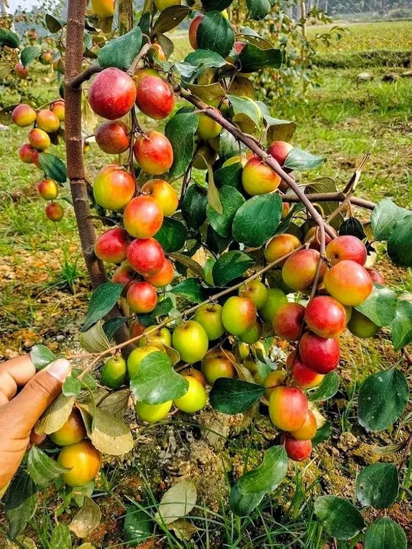 Rare_Premium_Quality_Hybrid_Red_Bar_Apple_Plant_Fruit_Vine_For_Home_Garden