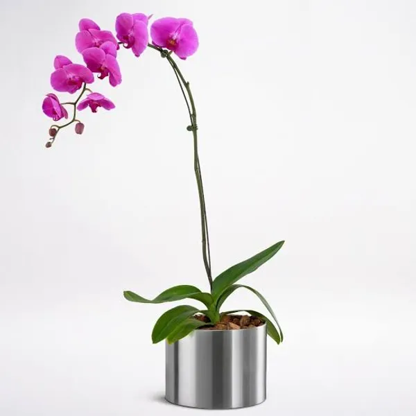 Purple_Dendrobium_Orchid_Plant_Indoor_Live_Plant_For_Home_Decor