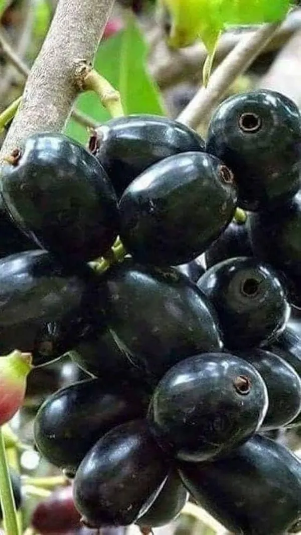 Black_Jamun_Java_Plum_Plant_Sapling_Fruit_Vine_For_Home_Garden