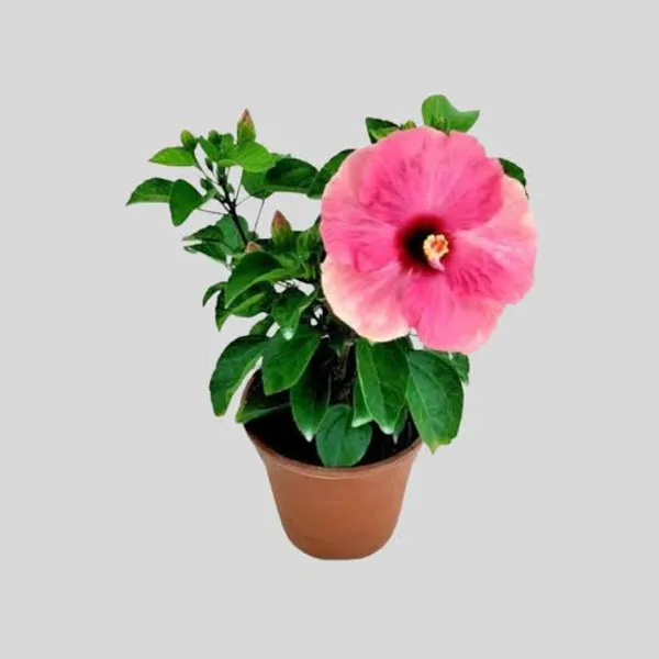 Pink_Hibiscus_Flowering_Plant_In_Pot