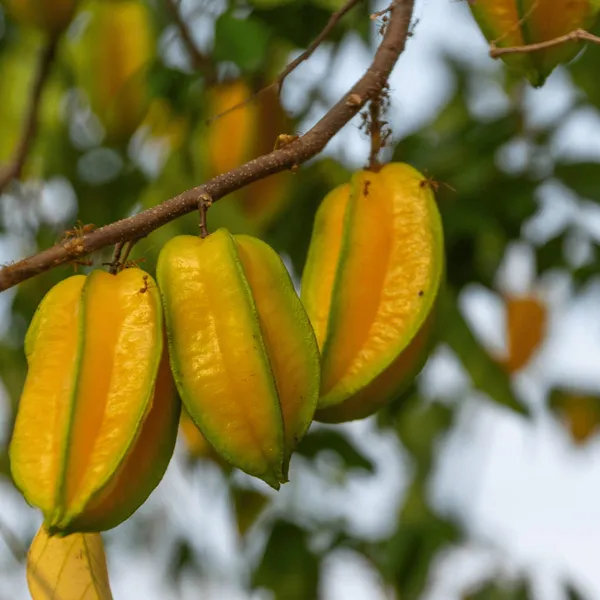 Starfruit_Plant_In_Pot_Kamrakh_Fruit_Tree_Fruit_Vine_For_Home_Garden