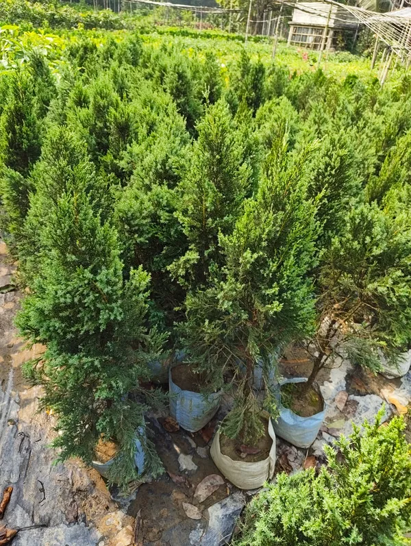 Golden_Cypress_Upright_Columnar_Style_|_Thuja_Plant