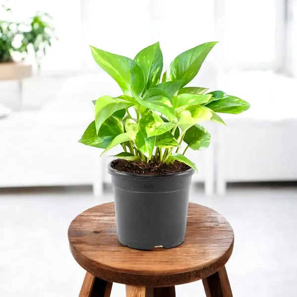 Golden_Money_Plant_In_Pot_Air_Purifying_Plant_For_Good_Luck