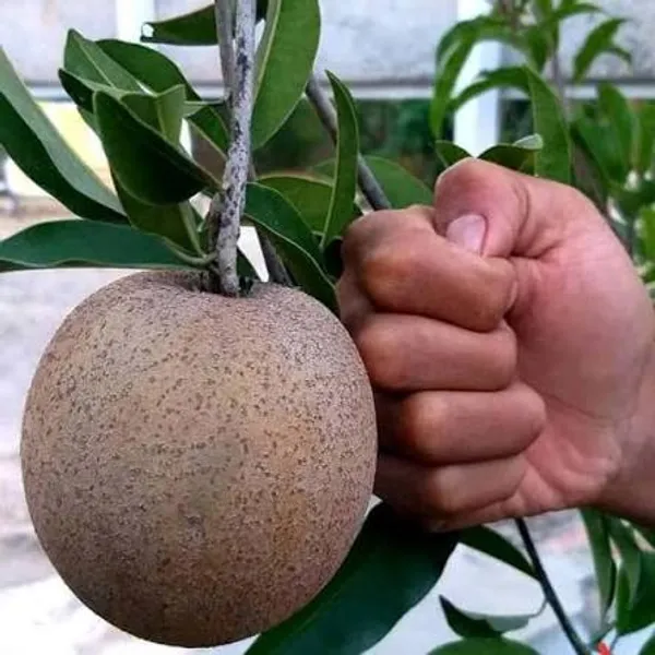 Hybrid_Sapota_Chikoo_Fruit_Plant_Grafted_Variety_Fresh_Fruit_Vine_In_Home_Garden