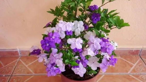 Brunfelsia_Flowering_Plant_Aaj_Kal_Porshu_Yesterday_Today_Tomorrow_Shrub_For_Home_Garden