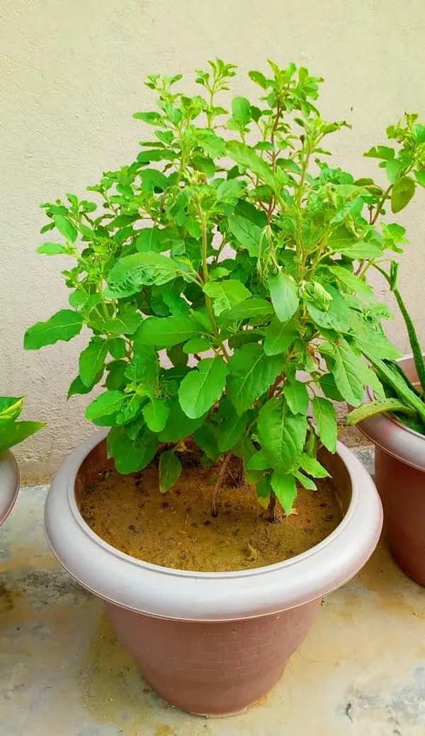 Tulsi_Plant_Holy_Basil_In_Decorative_Pot_Air_Purifying_Plant