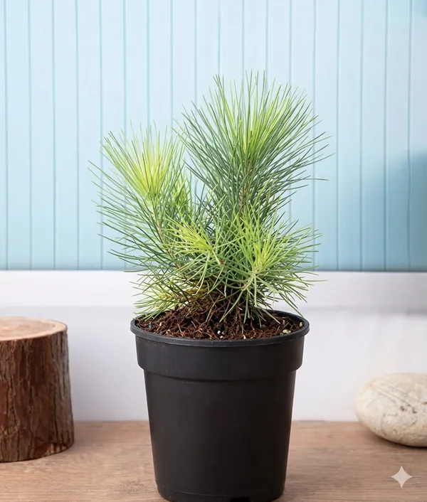 Chir_Pine_Plant_In_Pot_For_Home_And_Garden