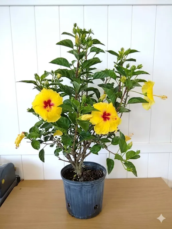 Yellow_Hibiscus_Flowering_Plant_Ornamental_Garden_Plant