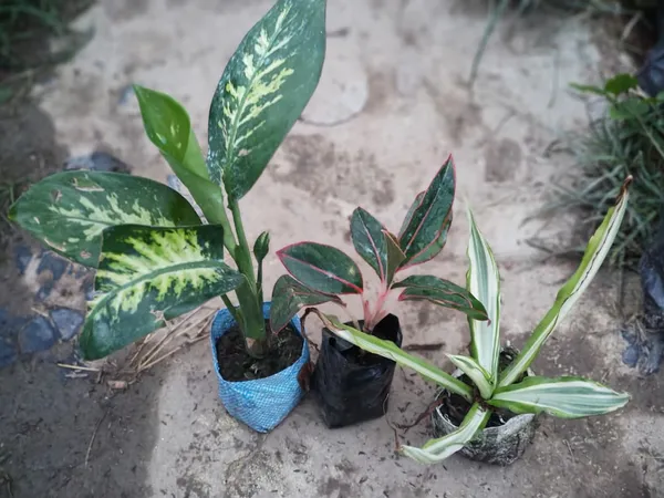 Indoor_Plant_Combo_Pack_Of_3_Dieffenbachia_And_Lipstick_And_Dracaena_In_Decorative_Pots