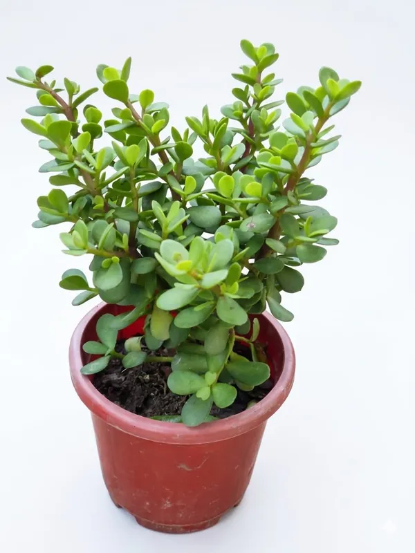 Jade_Plant_Crassula_Ovata_In_Pot_Indoor_Succulent_For_Home_And_Office_Decor