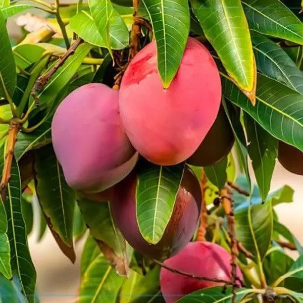 Miyazaki_Mango_Plant_Sapling_Fresh_Fruit_Tree_For_Home_Garden