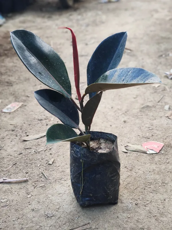 Premium_Burgundy_Rubber_Ficus_Elastica_In_Pot_|_Indoor_Plant