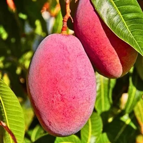 Miyazaki_Mango_Plant_Sapling_Fresh_Fruit_Tree_For_Home_Garden