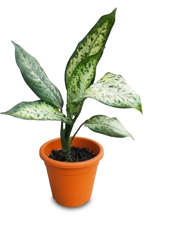 Aglaonema_Snow_White_In_Pot_Variegated_Indoor_Plant_With_Green_And_White_Foliage