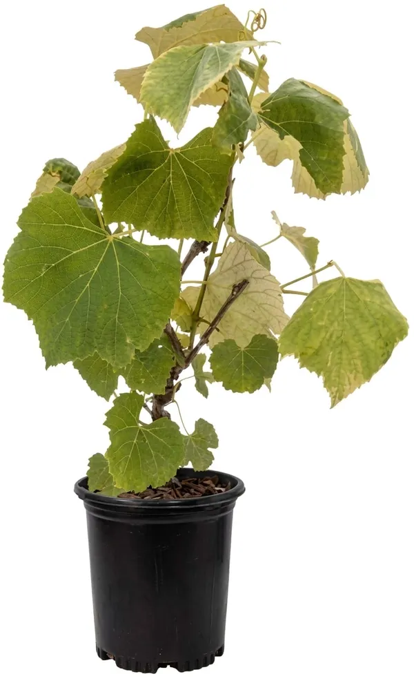 Seedless_Grape_Plant_Sweet_And_Juicy_Hybrid_Variety_Fruit_Vine_For_Home_Garden