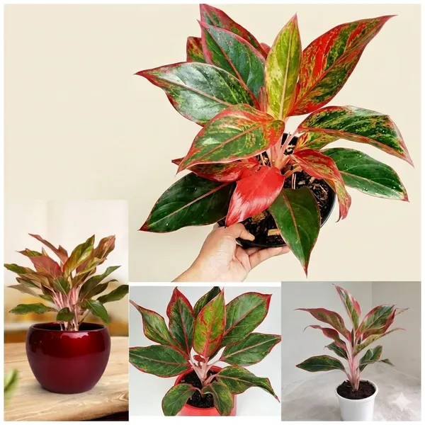 Aglaonema_Lipstick_Plant_With_Pot_Indoor_Plant_For_Home_Decor