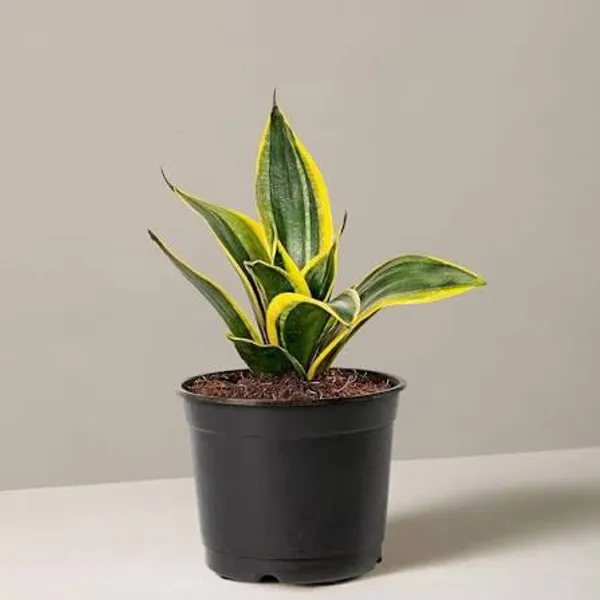 Sansevieria_Golden_Hahnii_Snake_Plant_In_Pot