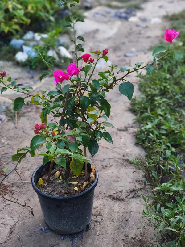Bougainvillea_Plant_Flowering_Ornamental_Plant_For_Home_And_Garden