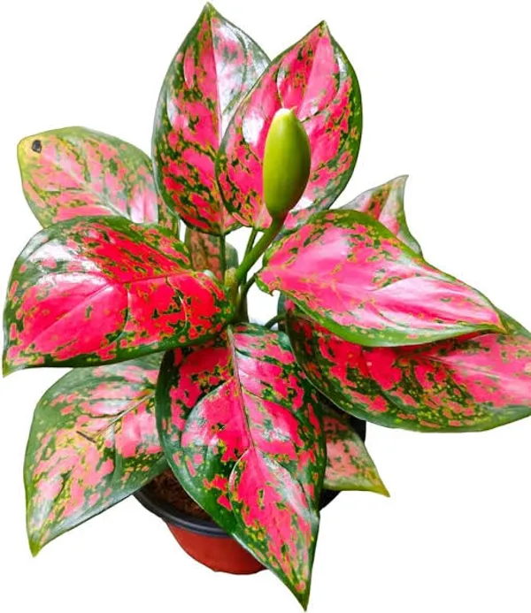 Red_And_Pink_Aglaonema_Plant_With_Pot_Indoor_Plant_For_Home_Decor