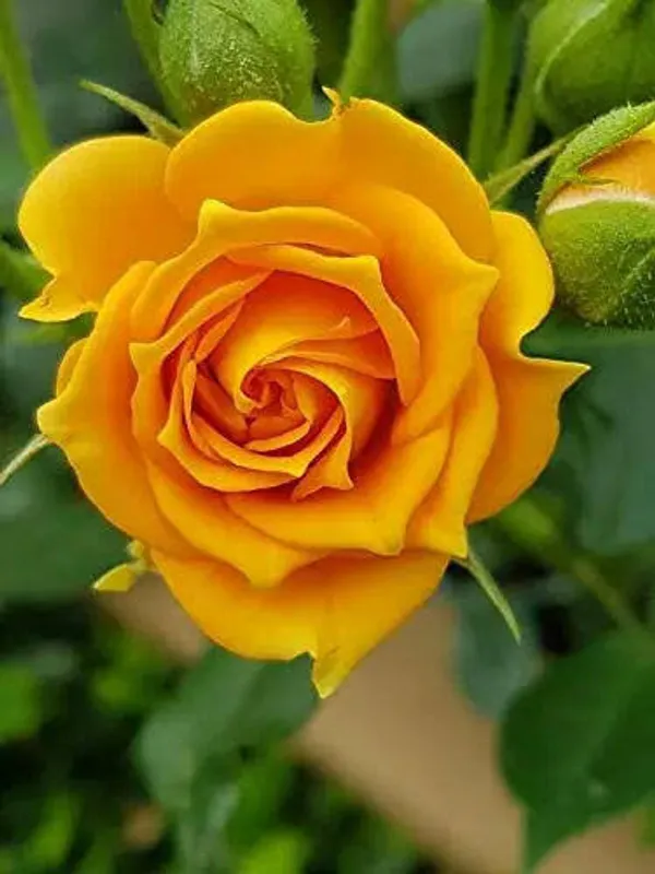 Yellow_Rose_Plant_In_Pot_Flowering_Plant_For_Home_And_Garden
