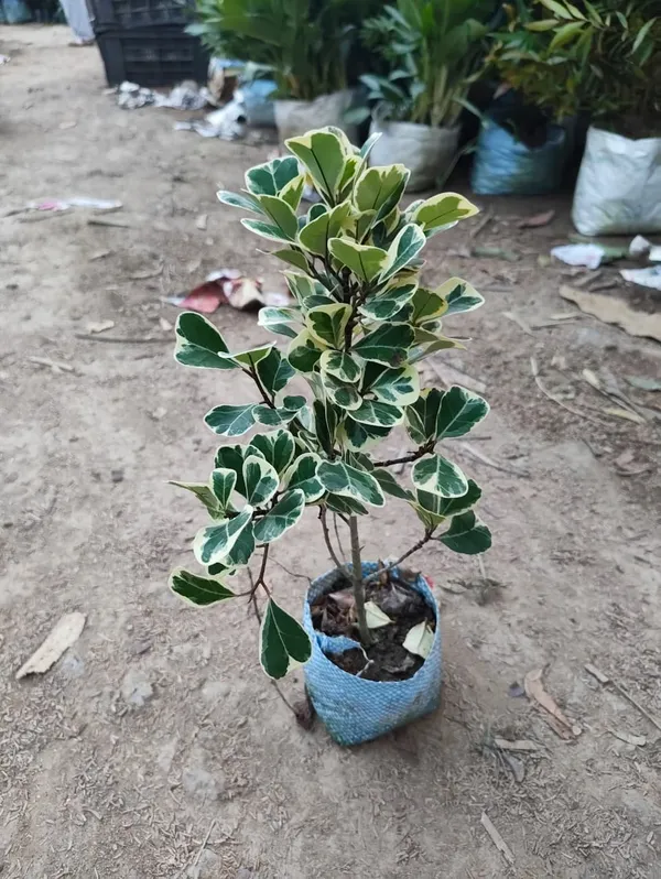 Variegated_Ficus_Plant_In_Pot