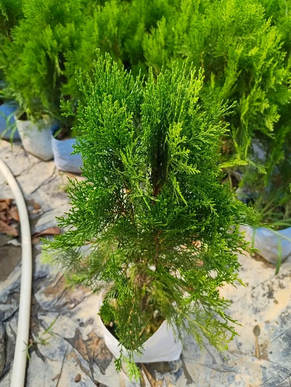 Thuja_Ornamental_Cypress_For_Home_And_Garden_Decor