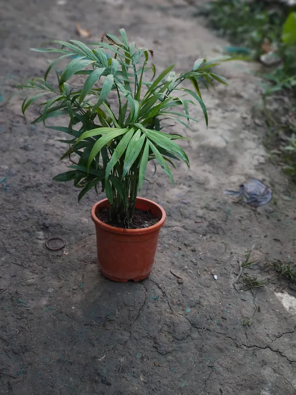 Areca_Palm_Indoor_Plant_In_Pot_For_Home_Or_Office_Decor