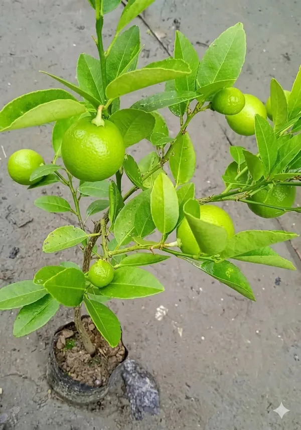 All_Season_Kagzi_Lemon_Plant_Citrus_Tree_Fruit_Vine_For_Home_Garden