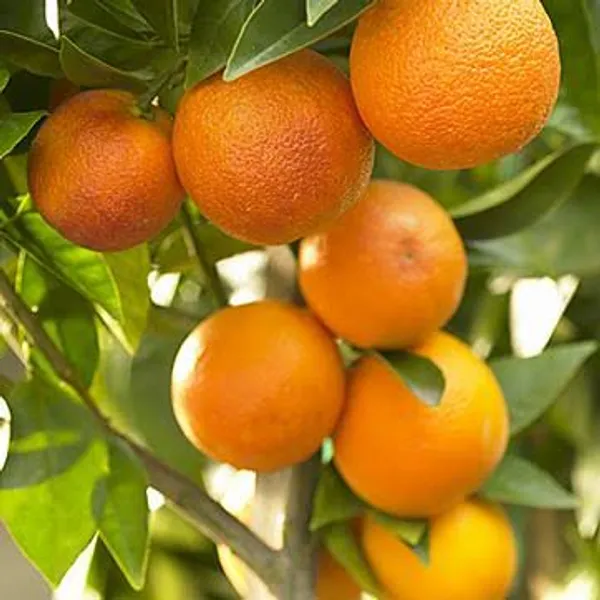 Nagpur_Orange_Citrus_Fruit_Plant_Fruit_Vine_For_Home_Garden