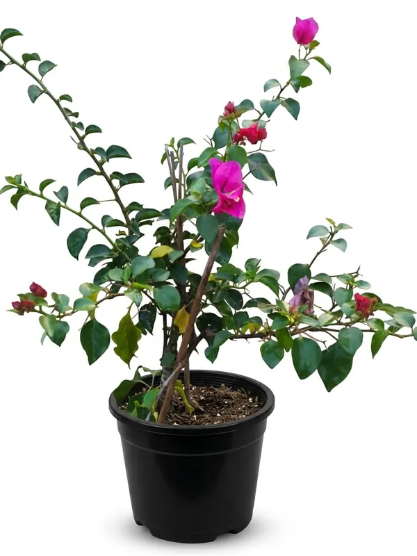 Bougainvillea_Plant_Flowering_Ornamental_Plant_For_Home_And_Garden